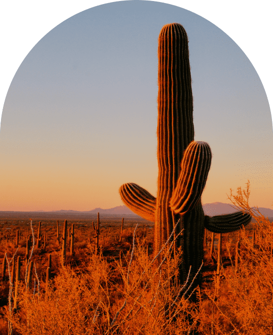CTA-Fees-Arch Desert Cactus