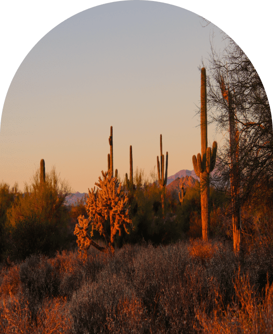 Desert at Golden hour