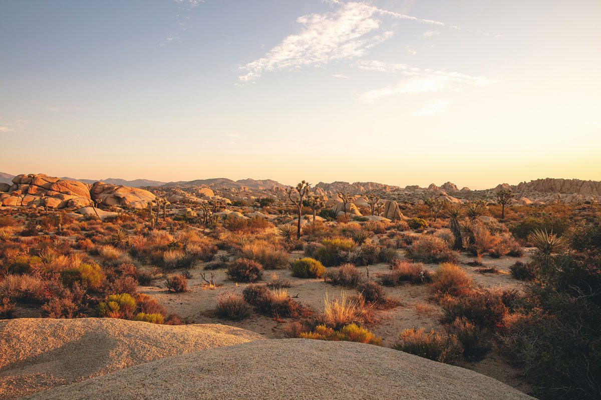 Joshua Tree desert