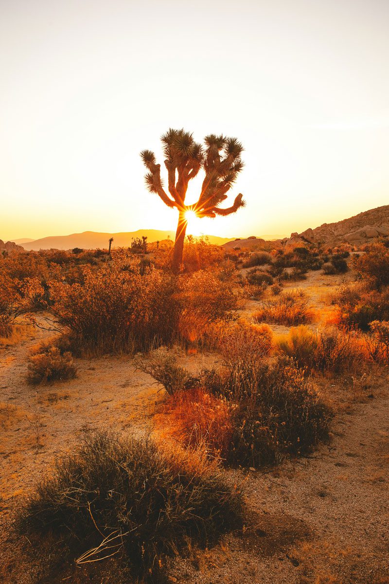 joshua-earle-sw6BZlSXdrw-unsplash Desert Scenery with Joshua Tree